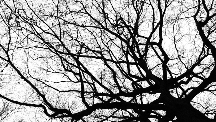 branches_420x747