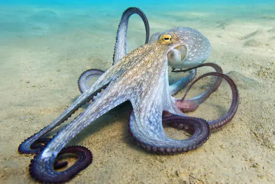 An octopus sitting on the sea bed