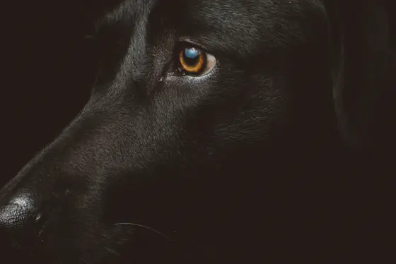 Black dog