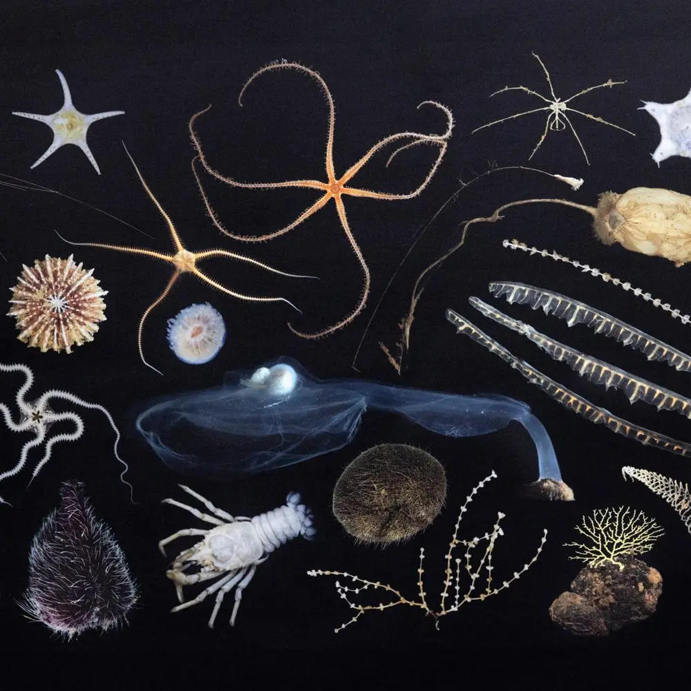 Ocean creatures, a reference to Siva Thambsetty's impactful work on the Oceans Treaty