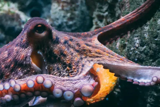 Octopus