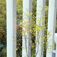 green tree viewed from the Marshall Building, LSE
