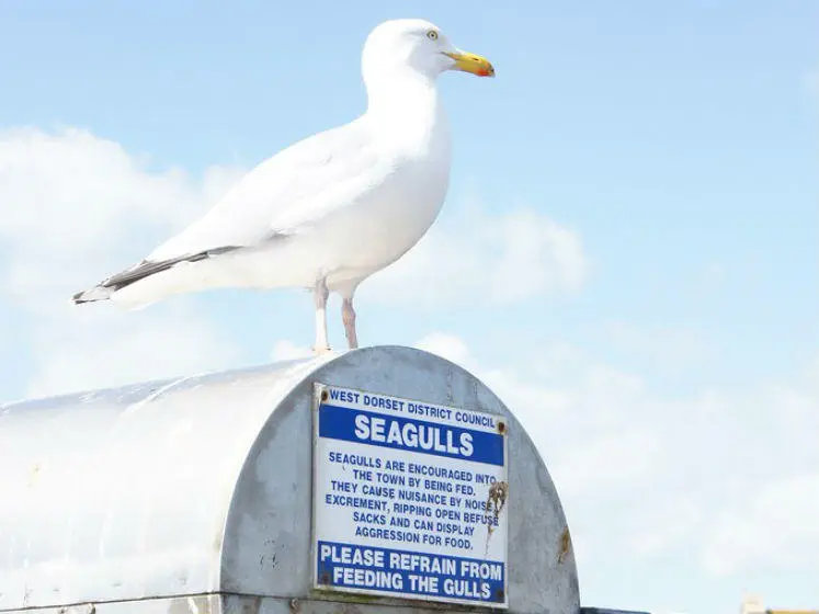 seagull 747x560