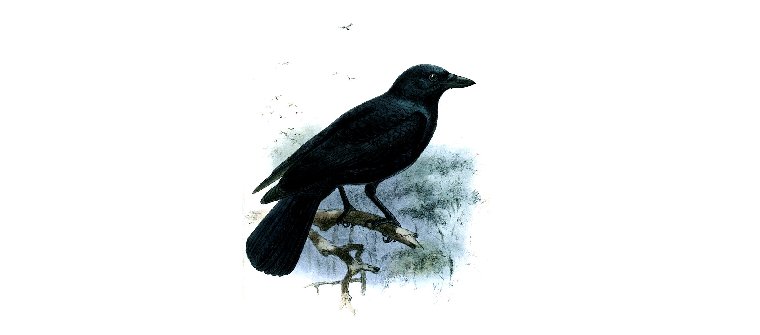 New Caledonian Crow