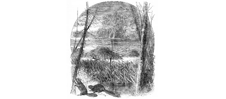 beaver-dam