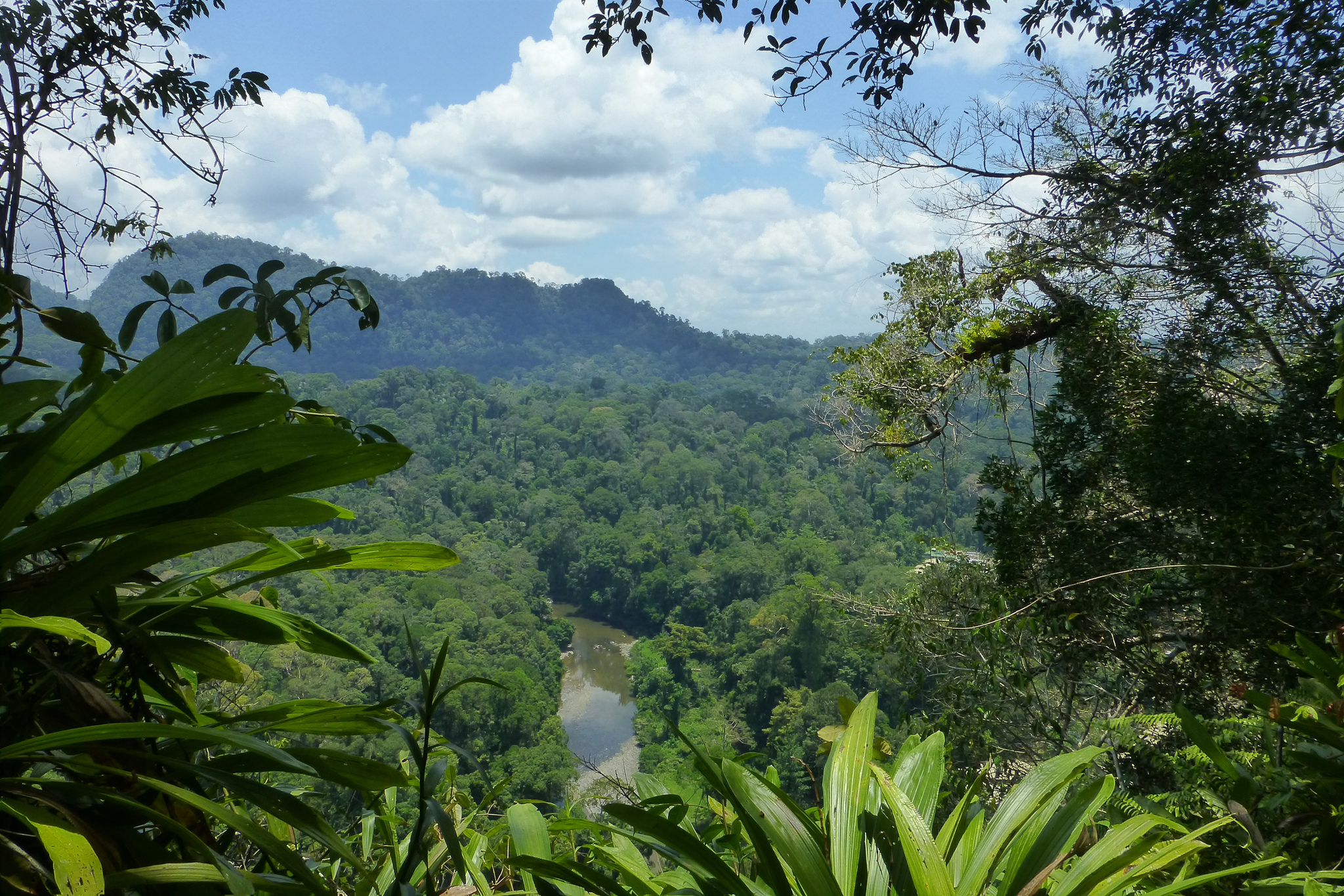 A sunny view over the jungle in Borneo, Indonesia