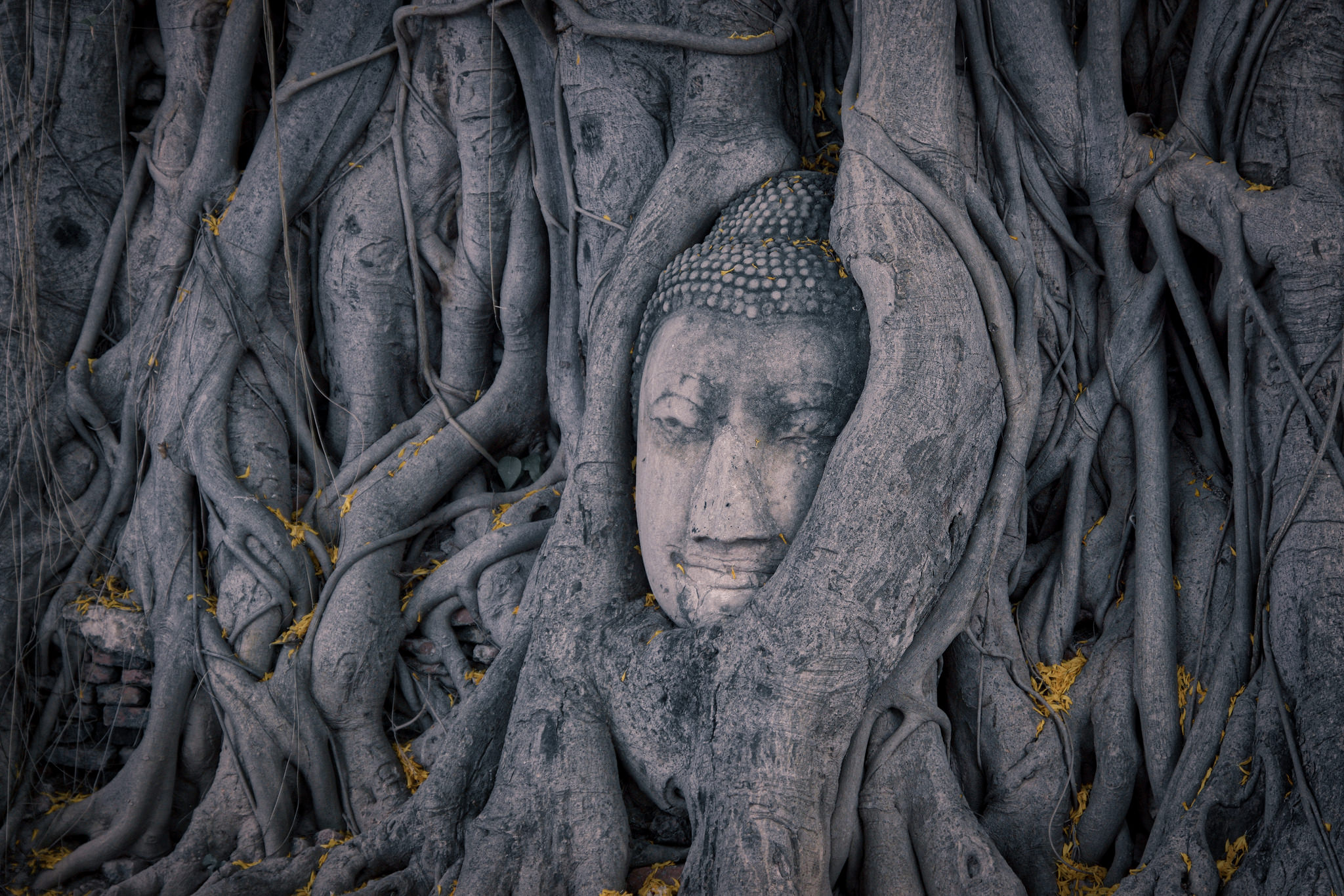 A buddha face engulfed by grey tree roots