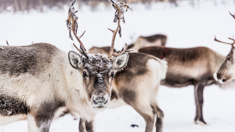 Reindeer