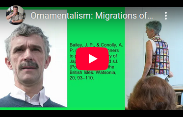 GB Ornamentalism: Migrations of Japanese Knotweed Pt. 1