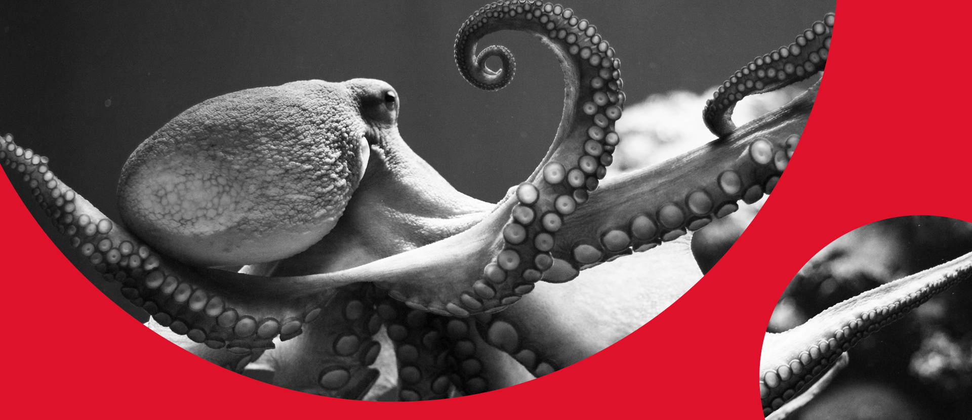 octopus-red_1920x830