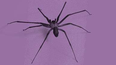 spiders 386x216_purple pic16
