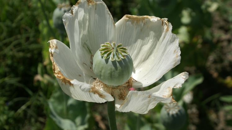 White Nangarhar cr Dr David Mansfield