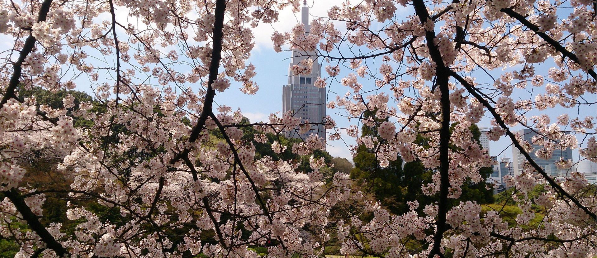 cherryblossom1920X830