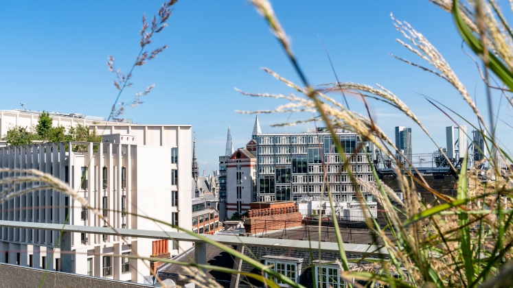 Campus_Rooftops_747x420