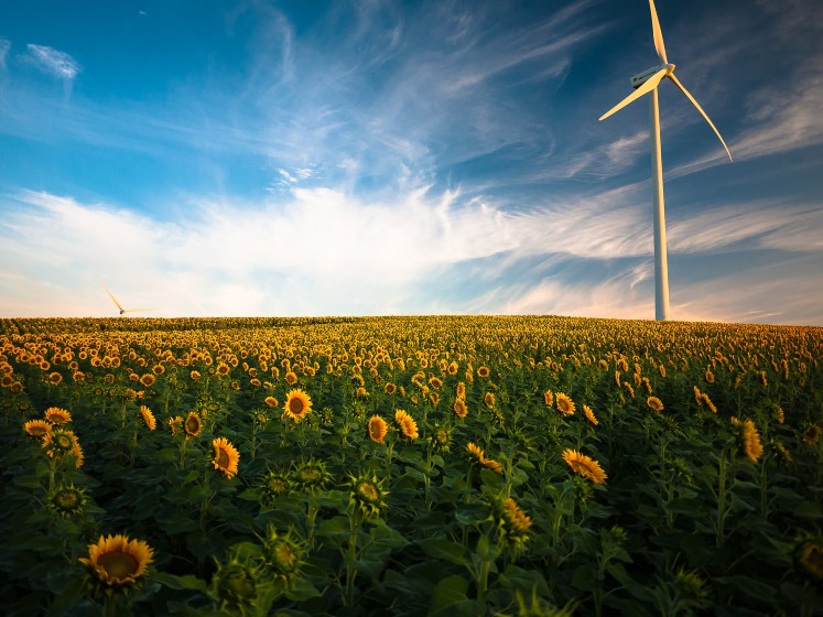 Wind Turbine in Sunflowers 747x560