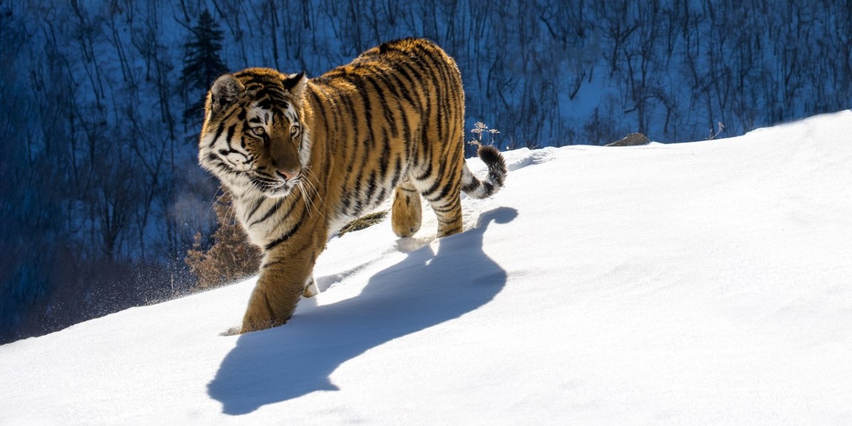 Siberian Tigers Have Human Like Qualities, Study Finds