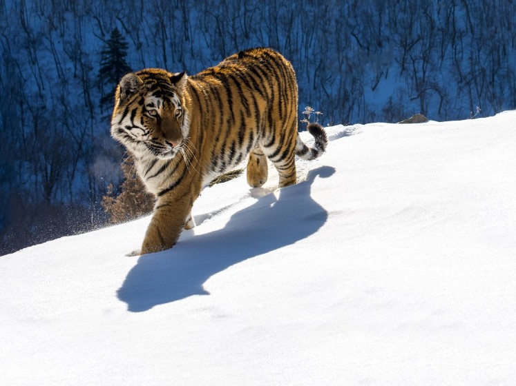 Siberian Tiger credit Sergey Gorshukov 747x560