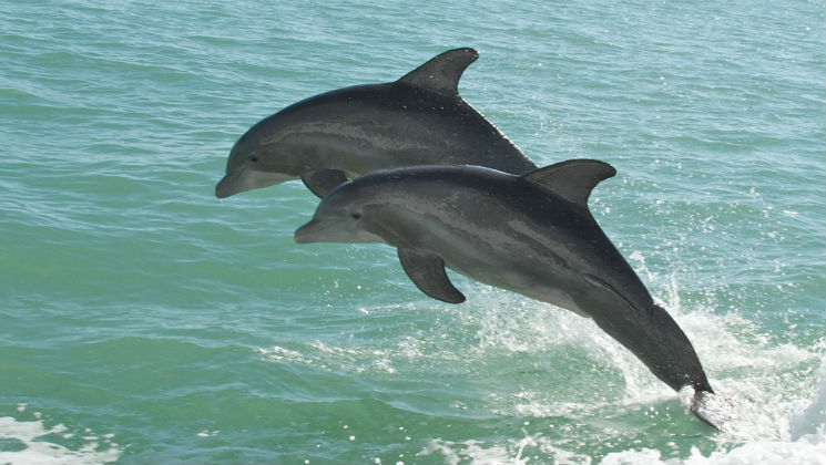 dolphinsInPineIslandSound_PeterMarkhamFlickr_747x420