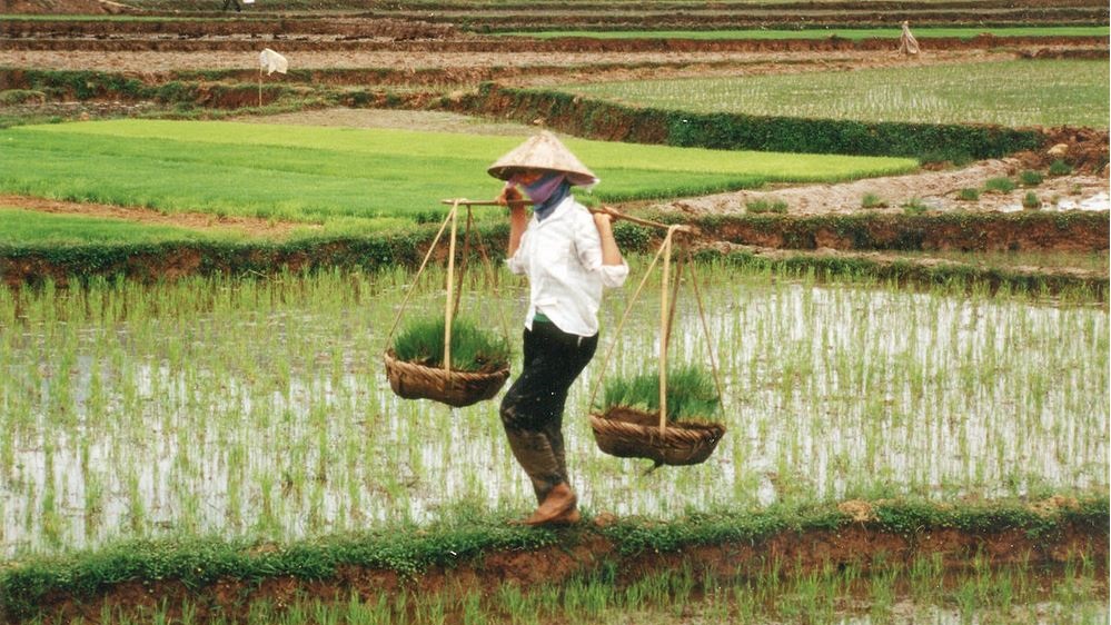 Farmer in Vietnam