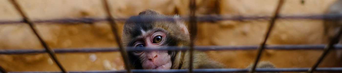 caged monkey_giovanni-calia-unsplash 1400 x 300