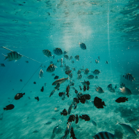 Fish-stock-image-sourced-via-Canva-200x200