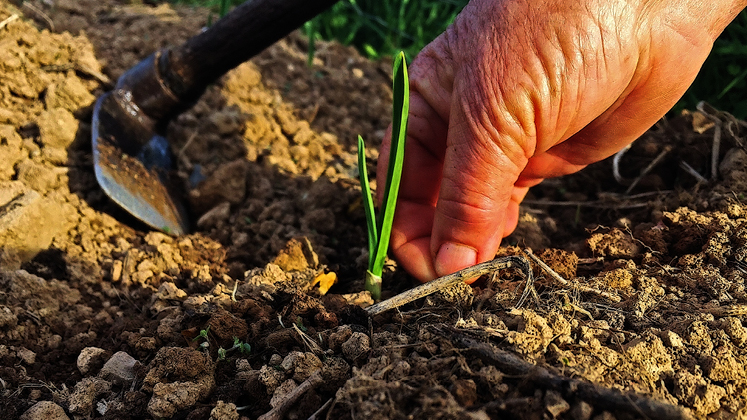 The "Agrarian Question" in Portugal