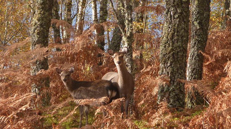 Red Deer at Dundreggan