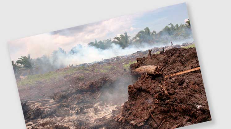 The Hazy Shade of Palm Oil