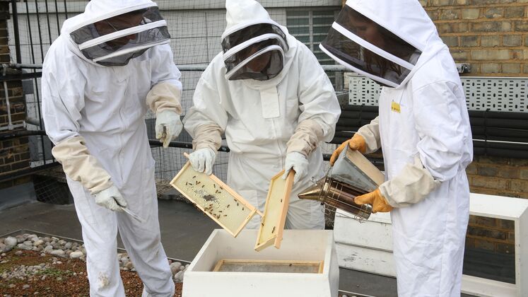 16 9 ratio-Beekeeping_9969