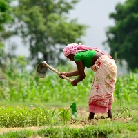 Food Security 200x200  CCAFS Nepal-103