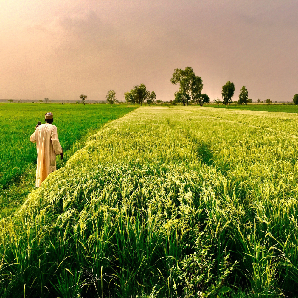 man walking through crops away from the camera