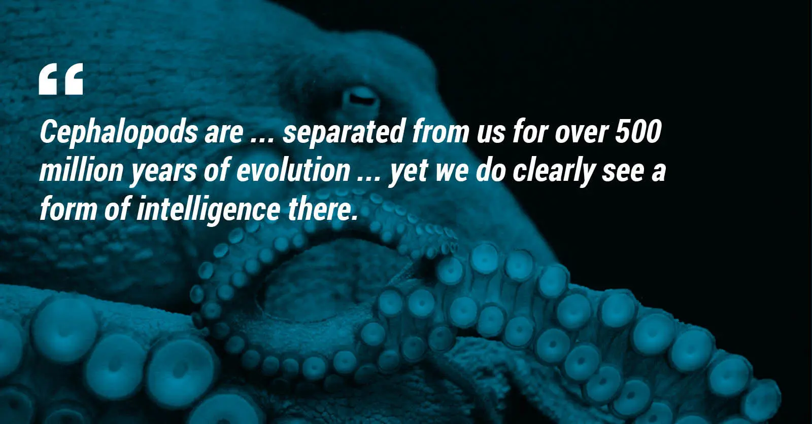 "Cephalopods are ... separated from us for over 500 million years of evolution ... yet we do clearly see a form of intelligence there."