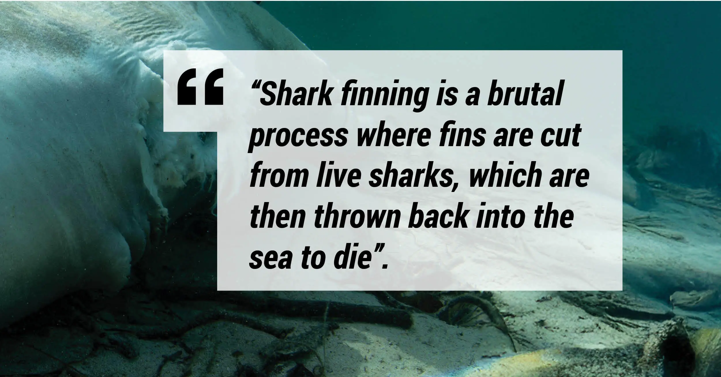Shark finning is a brutal process where fins are cut from live sharks, which are then thrown back into the sea to die.
