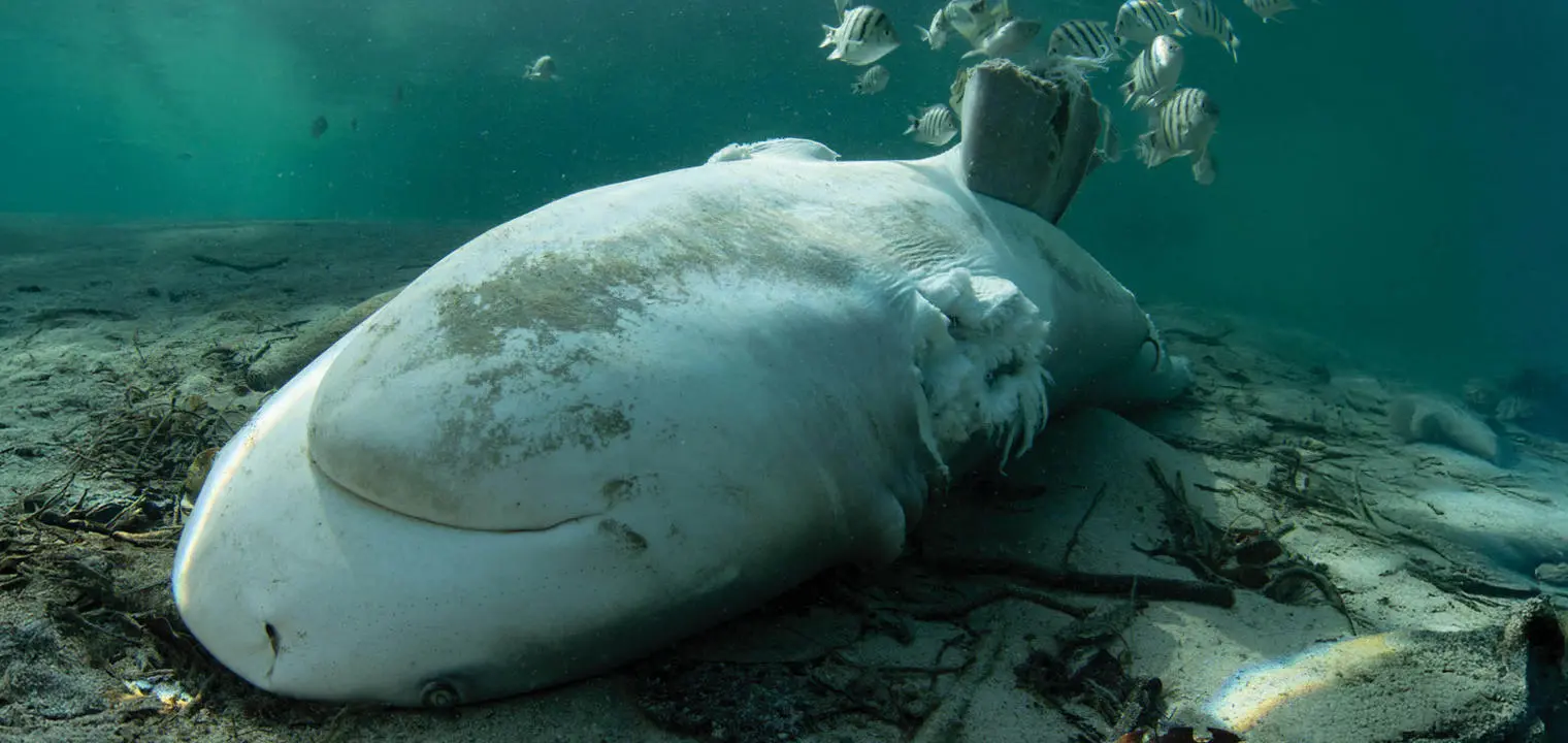 A shark lying upside down on the sea bed