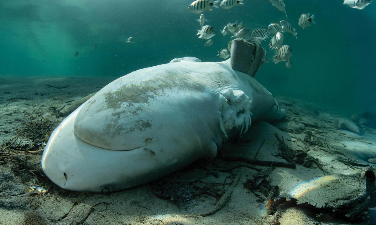 A shark lying upside down on the sea bed