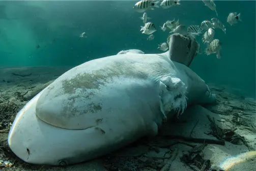 Shark lying at the bottom of the ocean