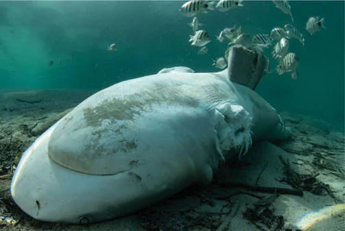 Shark lying at the bottom of the ocean