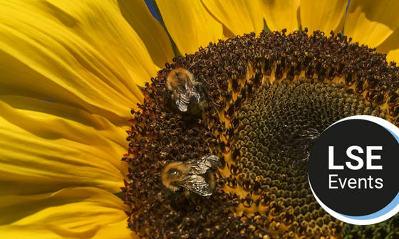 A closeup of a sunflower with 2 bees on it