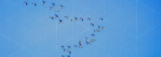 Birds fly in triangle formation