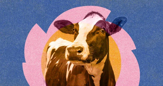 A cow