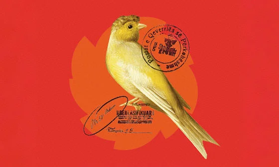 A canary on a red background.