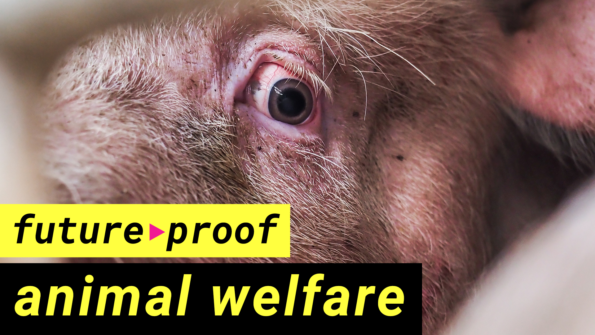 The hidden truth behind pig farming and meat production | LSE Future Proof