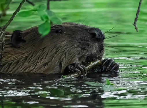 Beaver from Ealing Beaver Project