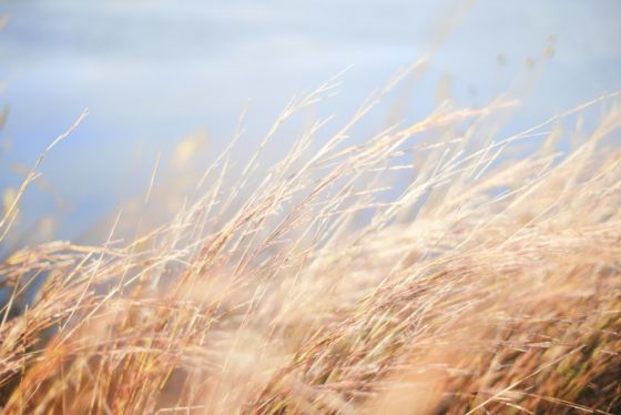 grass in the wind