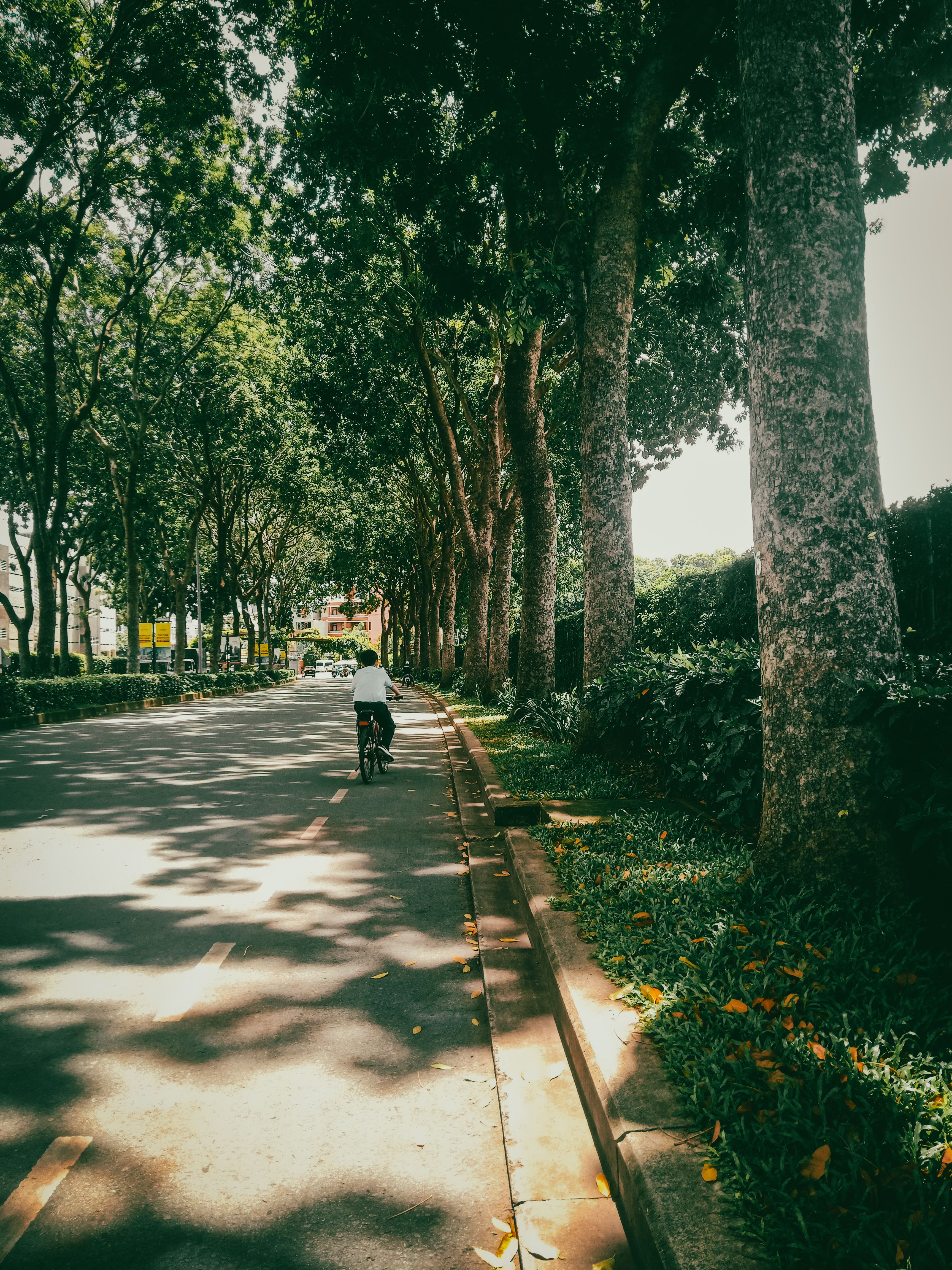 A road lined with trees with a cyclist in a cycle lane
