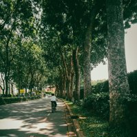 A road lined with trees with a cyclist in a cycle lane