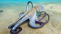 An octopus sitting on the sea bed