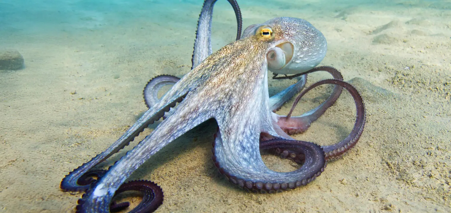 An octopus sitting on the sea bed