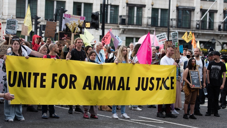 Animal rights protest