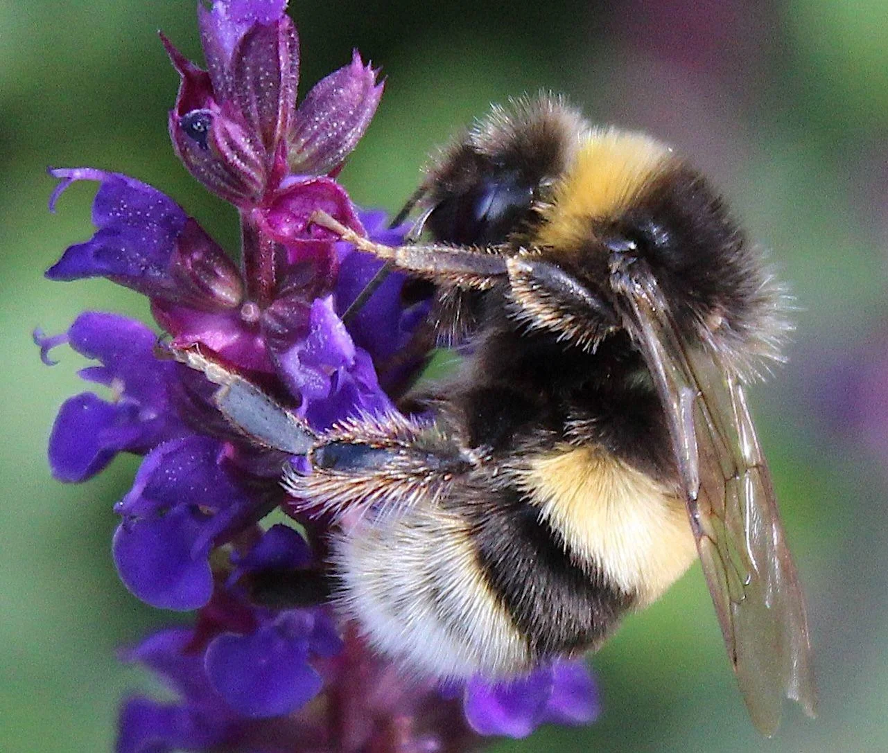 Bee pollinating flower.